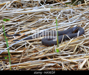 A Young Northern Water Snake, Nerodia Sipedon, Crawling Across A Mossy ...