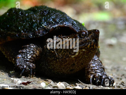 A young Common Snapping Turtle (Chelydra serpentina) is spotted along a dike in a National Park on June 10, 2011, highlighting wildlife in the park. Stock Photo
