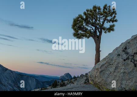 Jeffrey Pine tree (Pinus jeffreyi) standing alone at Olmsted Point Yosemite National Park with half dome in the background Stock Photo