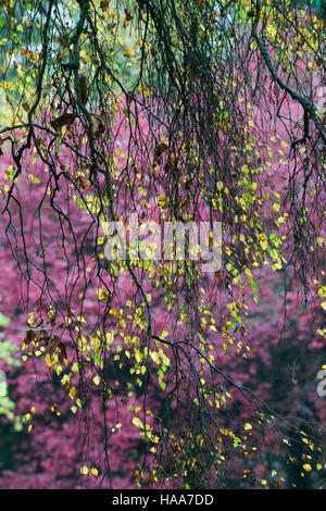 Betula pendular . Hanging Silver birch leaves in autumn