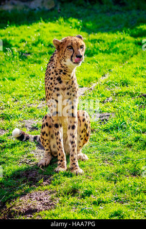 An Amur leopard sits on the grass. Stock Photo