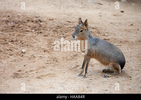 Mara - Dolichotis patagonum, Patagonian cavy, big rodent, relative of guinea pig, common in Patagonian steppes of Argentina, South America Stock Photo