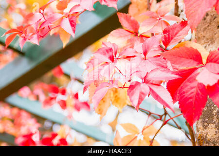 Bright beautiful multi-colored leaves in autumn Park Stock Photo