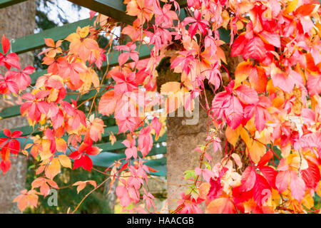 Bright beautiful multi-colored leaves in autumn Park Stock Photo