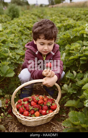 Little boy having fun on strawberry farm. Cute boy child eating healthy organic food, fresh strawberries. Stock Photo