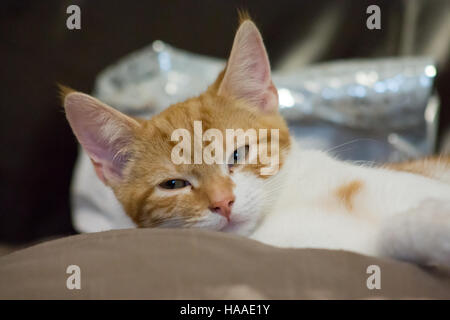 Cute orange and white kitten resting on sofa. Stock Photo