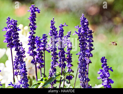 Violet lavender spikes in garden with bee approaching Stock Photo