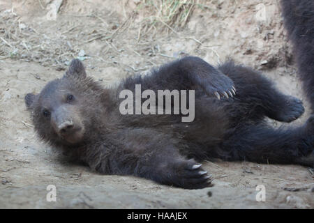 Four-month-old Kamchatka brown bear (Ursus arctos beringianus) called Bruno at Brno Zoo in South Moravia, Czech Republic. The bear cub Bruno was born 
