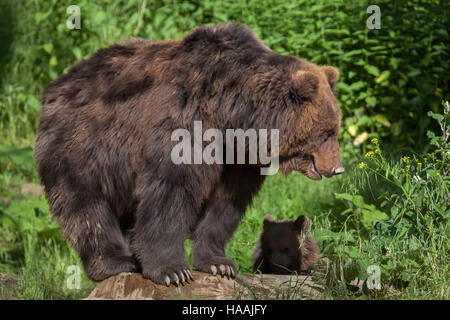 Four-month-old Kamchatka brown bear (Ursus arctos beringianus) called Bruno with its mother Kamchatka at Brno Zoo in South Moravia, Czech Republic. Th