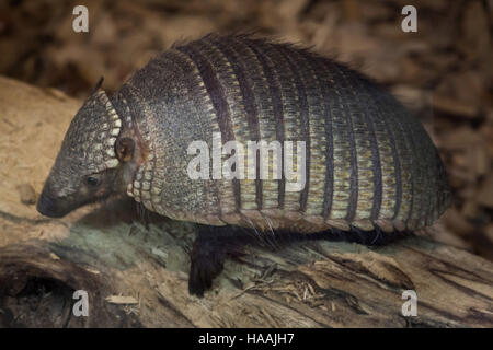 Big hairy armadillo (Chaetophractus villosus), also known as the large hairy armadillo.