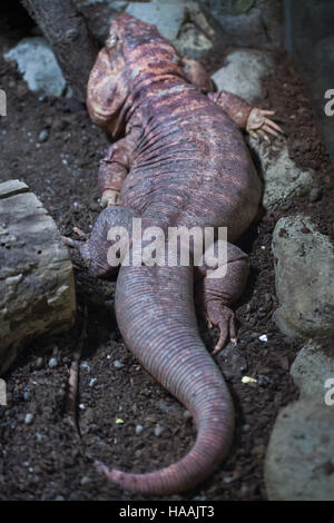 Argentine red tegu (Tupinambis rufescens), also known as the red tegu. Stock Photo