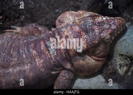 Argentine red tegu (Tupinambis rufescens), also known as the red tegu. Stock Photo