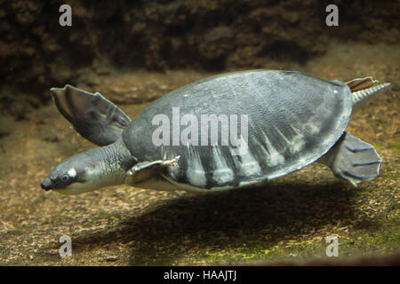 Pig-nosed turtle (Carettochelys insculpta), also known as the Fly River turtle. Stock Photo
