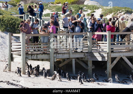 Tourists photographing the African Penguins on Boulders Beach, Cape Town, South Africa Stock Photo