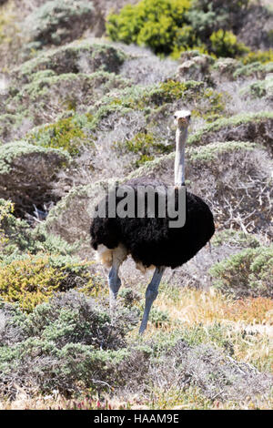 Wild adult male ostrich, Cape of Good Hope, South Africa Stock Photo