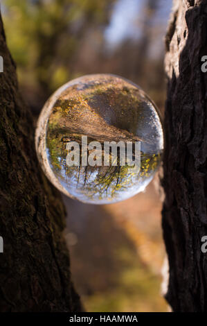 Magic crystal ball between tree branches for autumn fantasy imagery ...