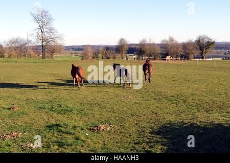 Three horses of brown color galloping in a green pasture Stock Photo