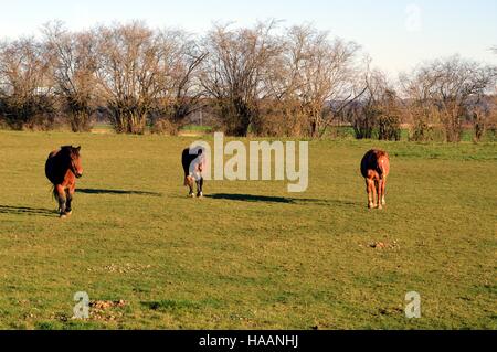 Three brown horses in a green pasture Stock Photo
