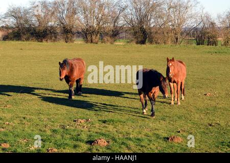 Three brown horses in a green pasture Stock Photo