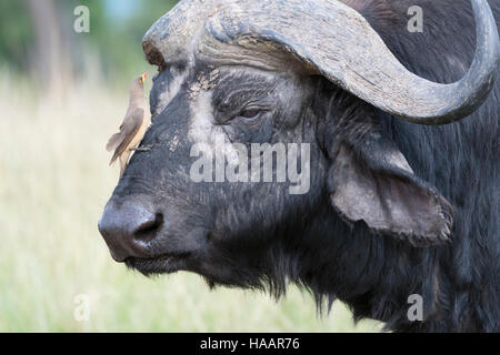 Cape buffalo (Syncerus caffer) with Yellow-billed oxpeckers (Buphagus africanus) on its head, Maasai Mara National Reserve, Kenya