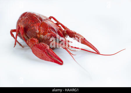 Red boiled crayfish with claws isolated on white Stock Photo