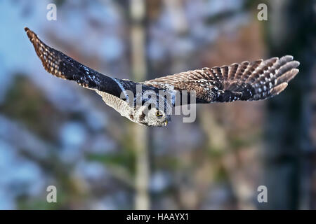 Northern hawk-owl in flight with vegetation in the background Stock Photo