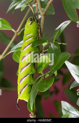 Ligusterschwärmer, Liguster-Schwärmer, Raupe, Sphinx ligustri, privet hawkmoth, Privet Hawk-moth, Privet Hawk Moth, caterpillar, Le sphinx du troène,  Stock Photo