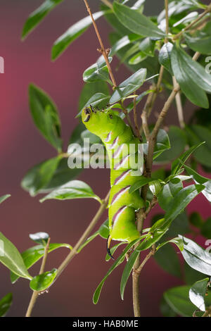 Ligusterschwärmer, Liguster-Schwärmer, Raupe, Sphinx ligustri, privet hawkmoth, Privet Hawk-moth, Privet Hawk Moth, caterpillar, Le sphinx du troène,  Stock Photo