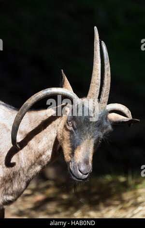 Vierhornziege, Vierhorn-Ziege, Hausziege, Ziege, Haustierrasse, Capra aegagrus hircus, domestic goat, Four Horn Goat, Four-Horn-Goat Stock Photo