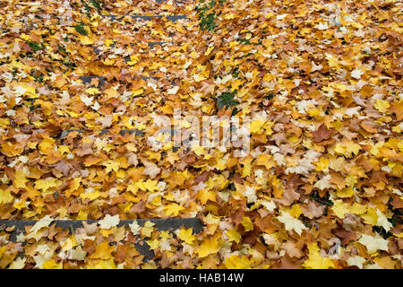 Acer Saccharum. Sugar Maple tree leaves in autumn on stone steps. Cotswolds, England Stock Photo