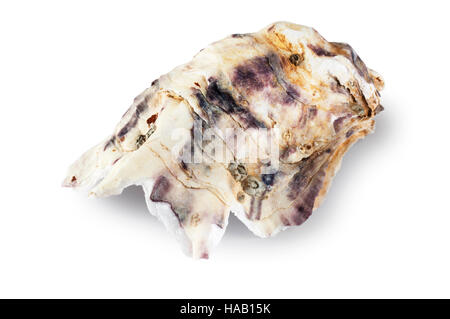 Oyster - John Gollop Stock Photo