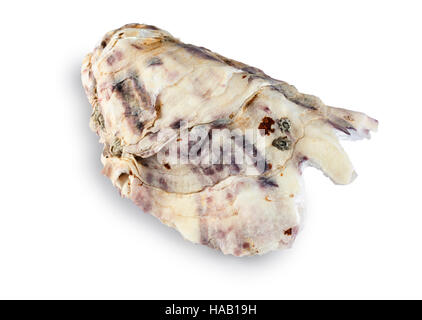 Oyster - John Gollop Stock Photo