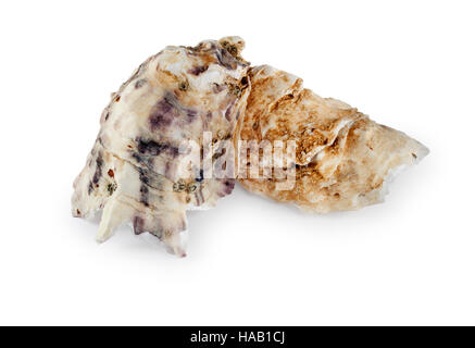 Oyster - John Gollop Stock Photo