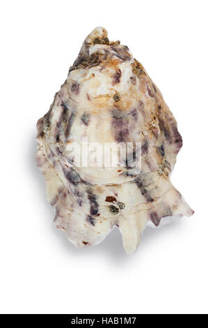 Oyster - John Gollop Stock Photo