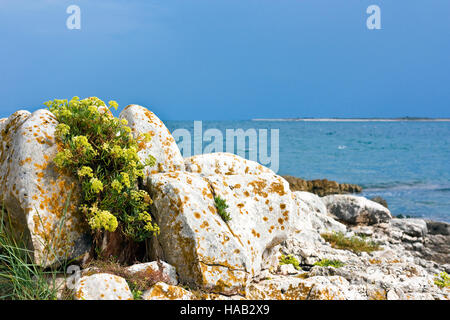 Aurinia saxatilis (Basket of Gold, Gold-dust, Rock madwort) on rock with brown moss and the sea in background Stock Photo