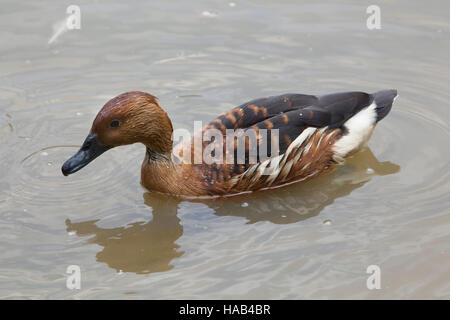 Fulvous whistling duck (Dendrocygna bicolor), also known as the fulvous tree duck. Stock Photo