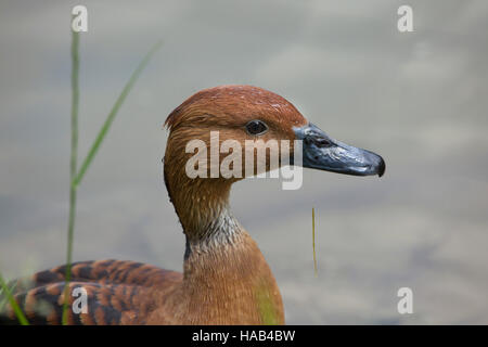 Fulvous whistling duck (Dendrocygna bicolor), also known as the fulvous tree duck. Stock Photo