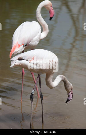 Greater flamingo (Phoenicopterus roseus). Stock Photo