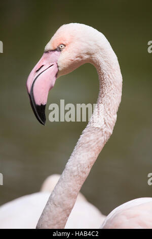 Greater flamingo (Phoenicopterus roseus). Stock Photo
