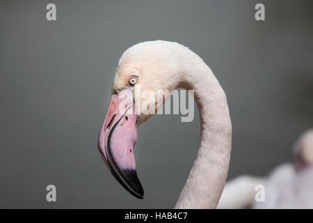 Greater flamingo (Phoenicopterus roseus). Stock Photo