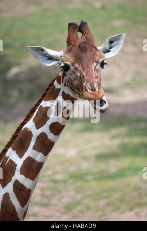 Reticulated giraffe (Giraffa camelopardalis reticulata), also known as the Somali giraffe. Stock Photo