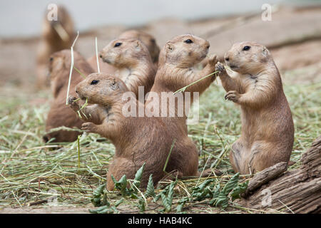 Black-tailed prairie dog (Cynomys ludovicianus). Stock Photo