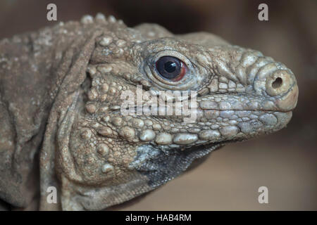 Cuban rock iguana (Cyclura nubila), also known as the Cuban ground iguana. Stock Photo