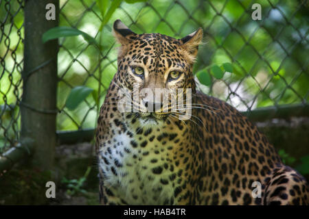 Sri Lankan leopard (Panthera pardus kotiya), also known as the Ceylon Leopard at Brno Zoo in South Moravia, Czech Republic. Stock Photo