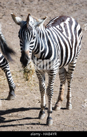 Zebra, Fuerteventura, Oasis Park Stock Photo