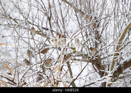 Sparrow on branches of bushes. Winter weekdays for sparrows. Common sparrow on the branches of currants. Stock Photo