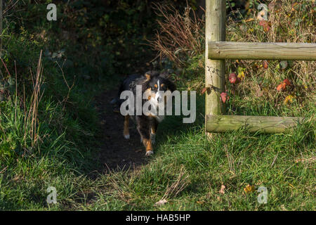 Shetland Sheepdog Stock Photo