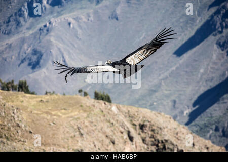 Andean condor (Vultur gryphus) flying over Colca Canyon, from Cross of the Condor Overlook, Arequipa, Peru Stock Photo