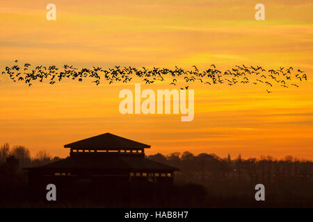 Birds in Flight, flying in the clouds at Burscough, Lancashire.  UK Weather. 'Avefría' Goodbye Cold, the spanish namer for lapwings.  A cold November night with a colourful sunset over Martin Mere. WWT Martin Mere is a wetland nature reserve at its best in winter, attracting huge flocks of pink-footed geese and wigeon, many whooper swans, huge flocks of Lapwings and occasional rarer birds. Mere welcomes thousands of migratory birds to its 650 acre nature reserve every year.  It is managed by the Wildfowl and Wetlands Trust at Tarlscough, Burscough, Lancashire, England. Stock Photo