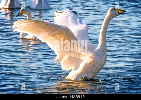 Whooper Swans, Burscough, Lancashire.  28/11/2016:  When the summer gives way to autumn, almost the entire population of whooper swans embark on an incredible journey from their breeding grounds in Iceland to spend winter in the UK.  Several thousand find rest and an abundance of food at the Martin Mere Wetlands in Burscough, Lancashire.  Credit:  EnVoguePhoto/Alamy Live News Stock Photo